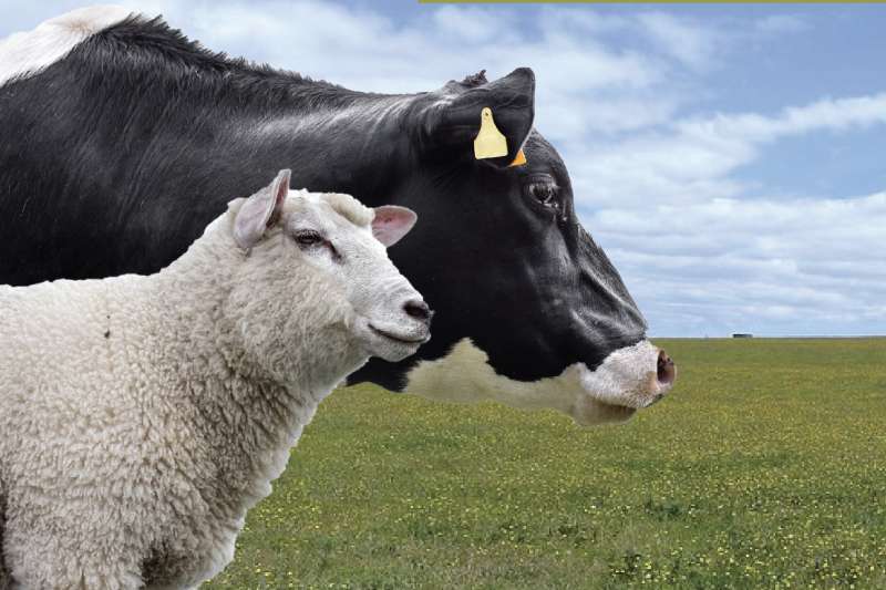 Cow & Ewe Feed