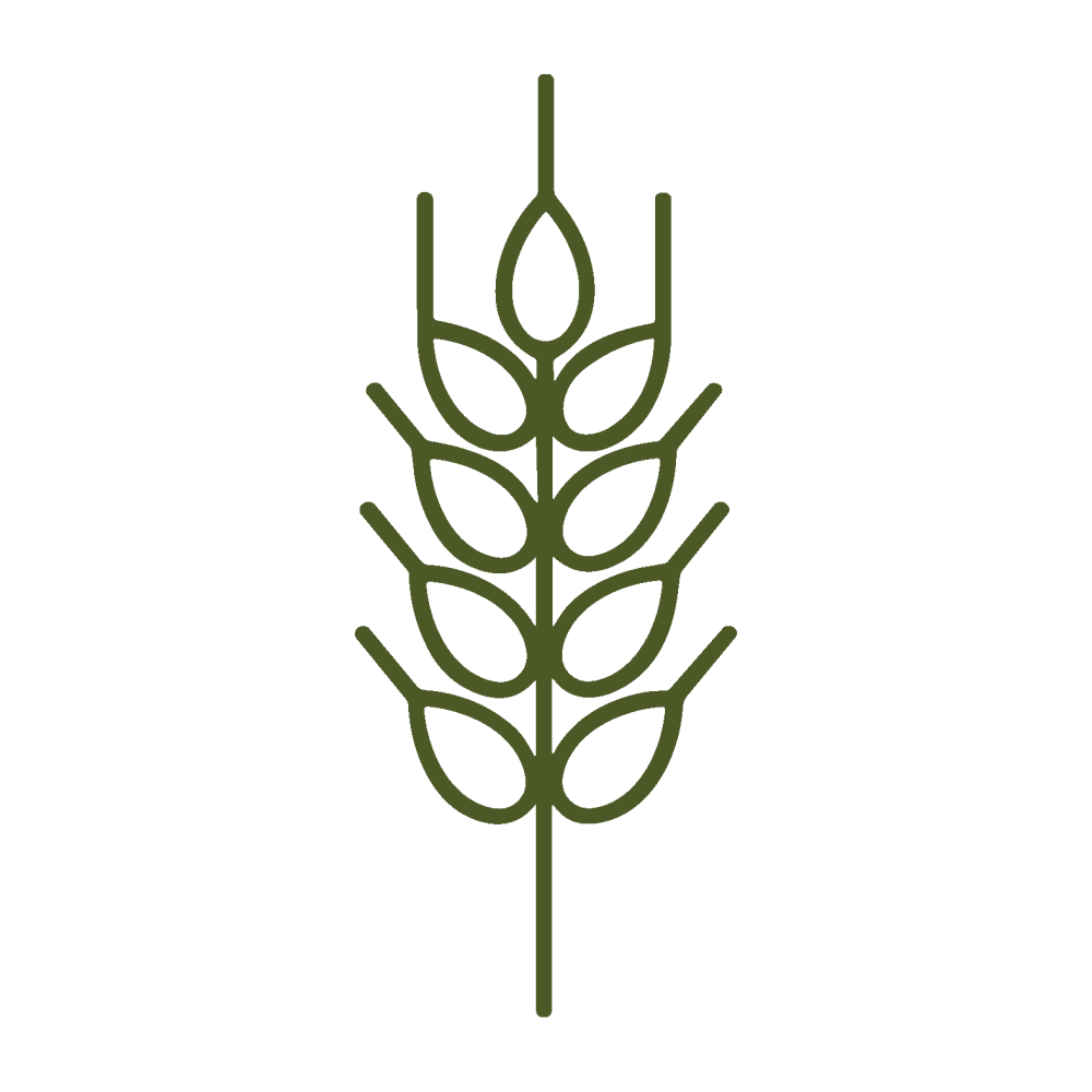 Grazing Barley Seed for Sowing