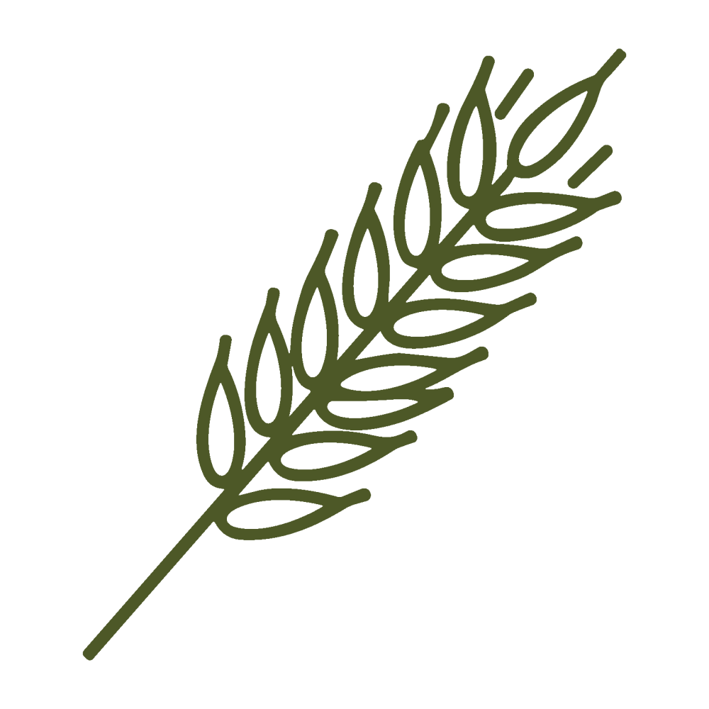 Grazing Wheat Seed for Sowing